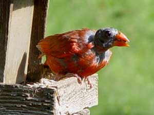 Molting cardinal
