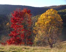 Fall foliage