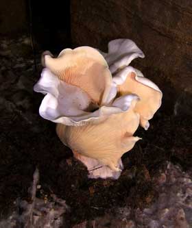 Fungus flower